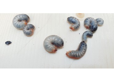 Cuc blanc de terra: beneficis i perjudicis en l’hort urbà